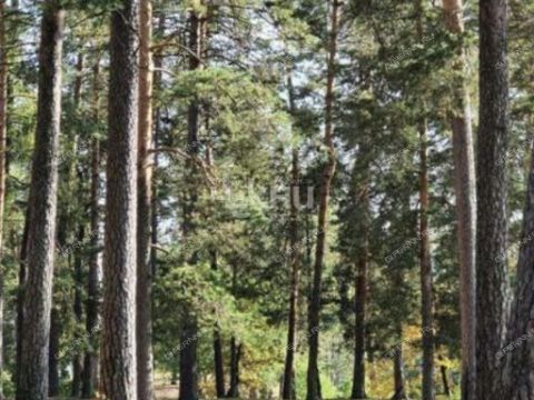 selo-naumovka-gorodskoy-okrug-arzamas фото