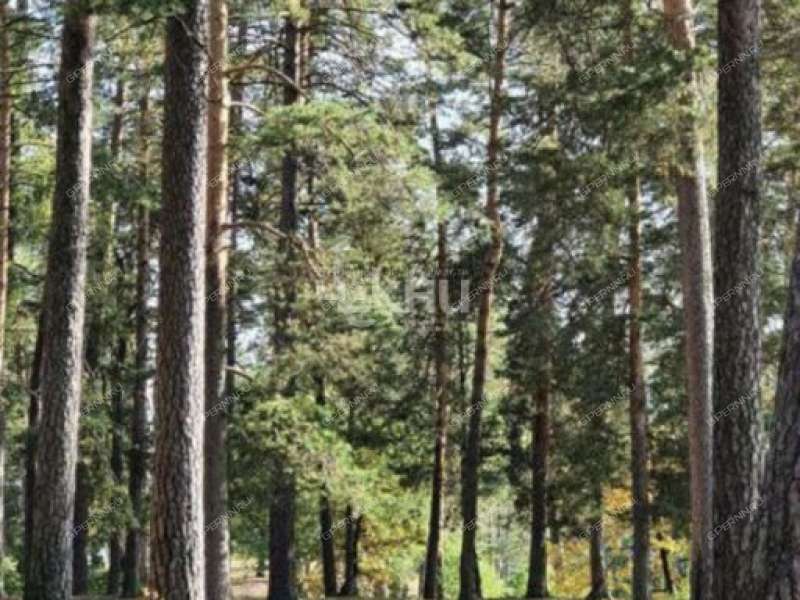 земельный участок 25 соток Центральная село Наумовка