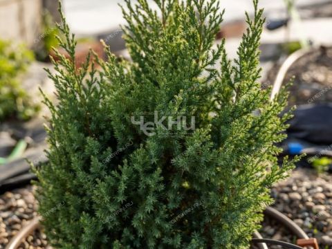 kottedzh-zemlyanichnaya-polyana-kp-kstovskiy-rayon фото