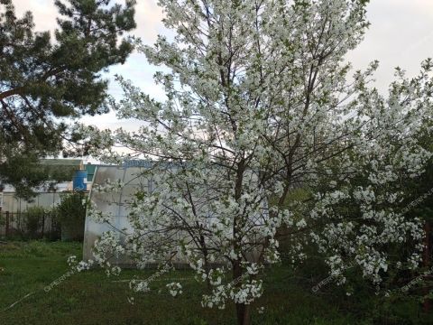 dacha-snt-cheremushki фото