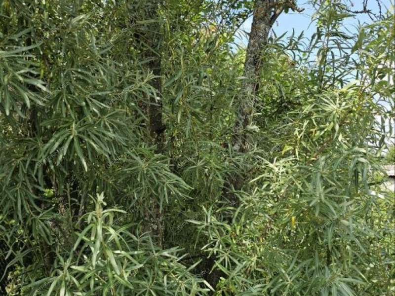 дом на улице Комарова рабочий посёлок Лукино