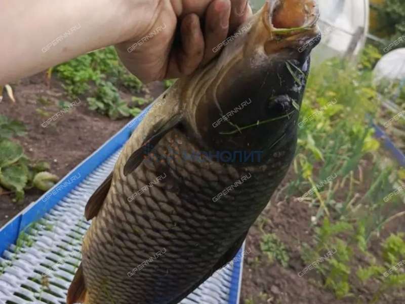 дача на улице Шекспира