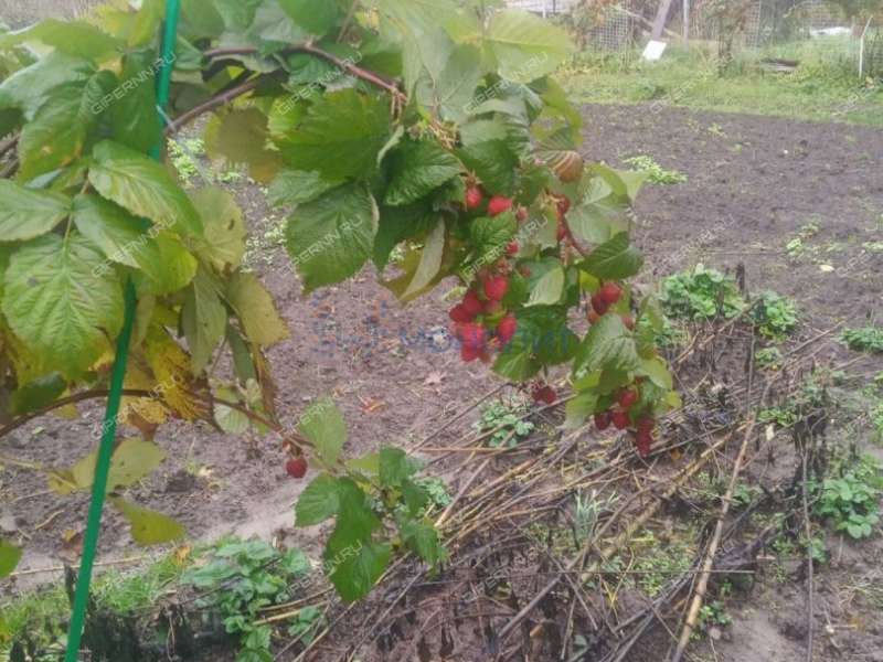 дом на улице Зелёная деревня Ушаковка