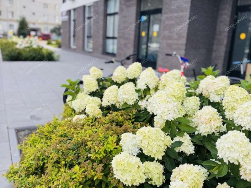 однокомнатная квартира на улице Маковского дом 25