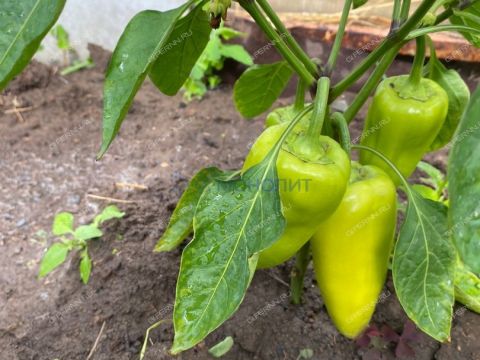 dom-pamyat-parizhskoy-kommuny-sp-gorodskoy-okrug-bor фото