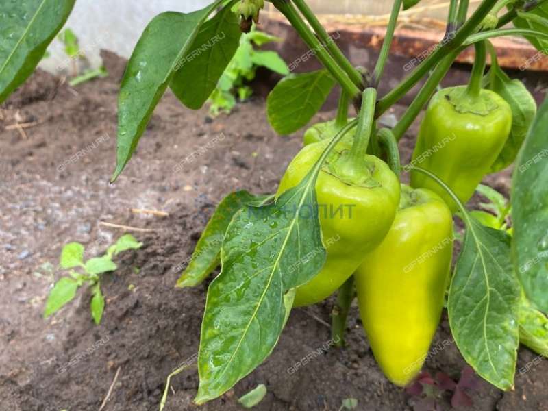 дом на улице Советская Память Парижской Коммуны сп