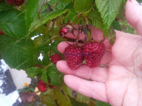 dom-derevnya-ushakovka-lyskovskiy-municipalnyy-okrug фото