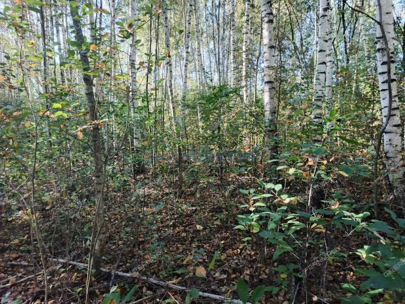 земельный участок 7,81 сотки Центральная улица посёлок Ситники