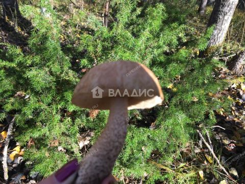 derevnya-inyutino-bogorodskiy-municipalnyy-okrug фото