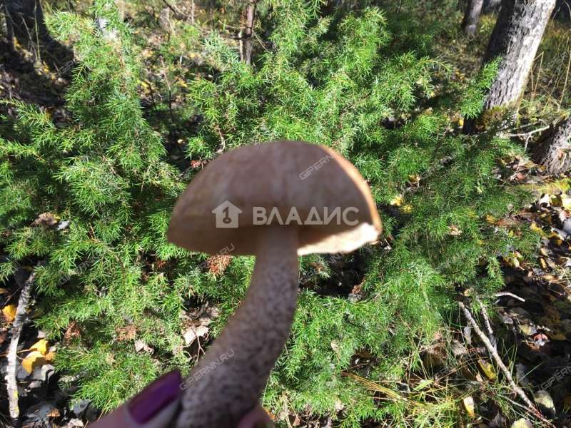 земельный участок 8 соток 2-я Луговая улица деревня Инютино