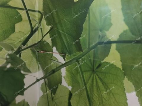 3-komnatnaya-ul-chongarskaya-d-20 фото