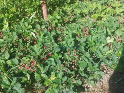 dacha-derevnya-kremenki-dalnekonstantinovskiy-rayon фото