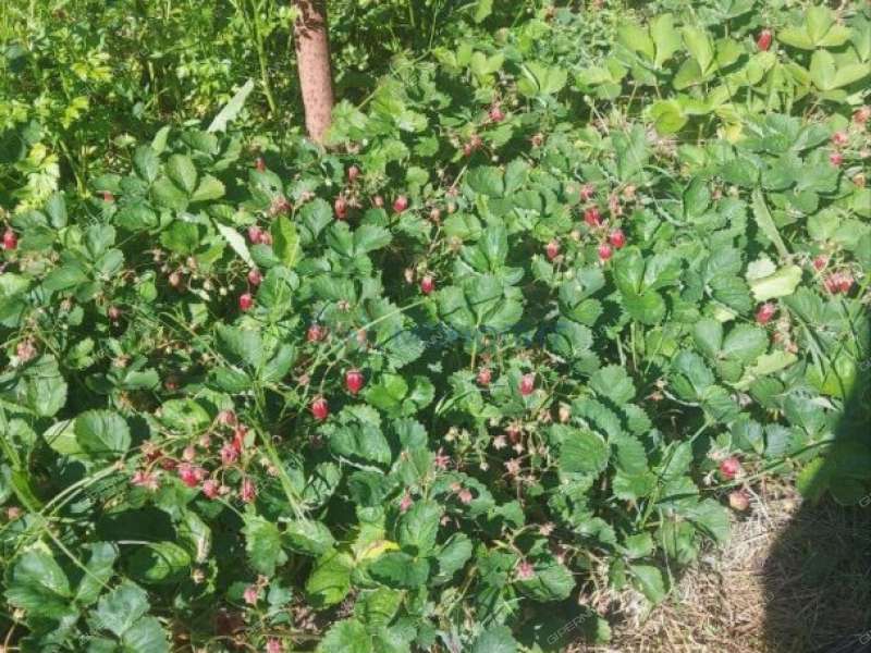 дача на СНТ Березка-2 деревня Кременки