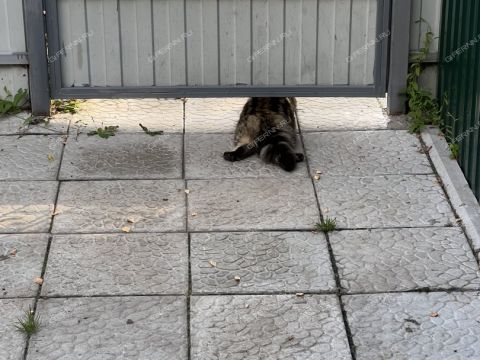 dom-poselok-gnilicy-ul-shushenskaya-d-67 фото