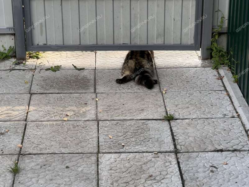 дом на Шушенской улице