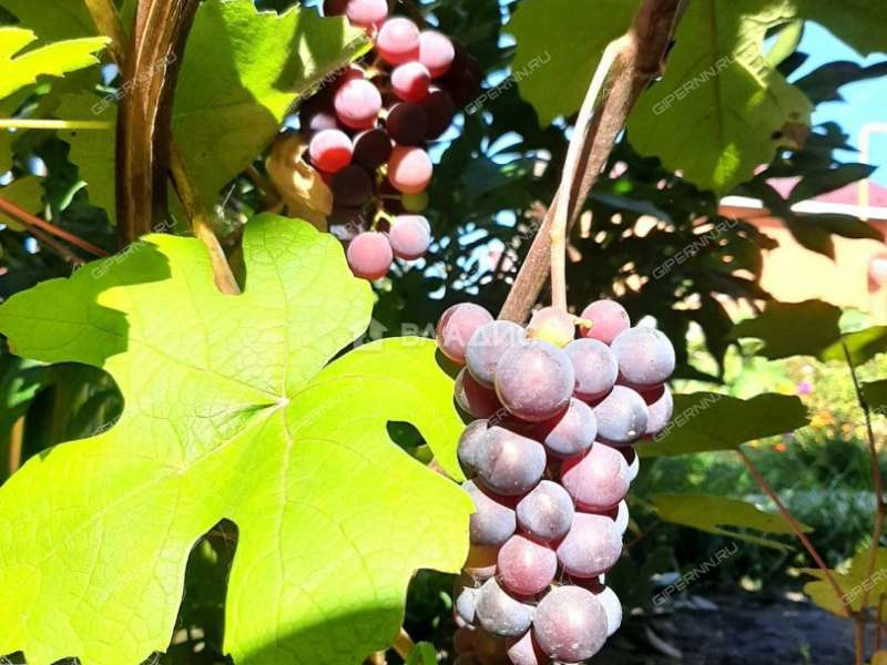 дом на улице 1-я Южная деревня Черемисское