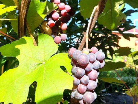 dom-derevnya-cheremisskoe-kstovskiy-rayon фото