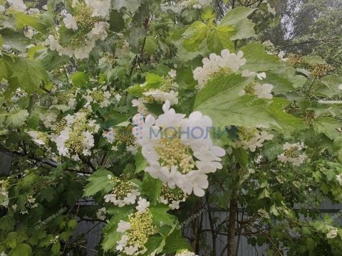 dacha фото