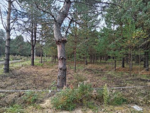 derevnya-ivanovskoe-gorodskoy-okrug-bor фото