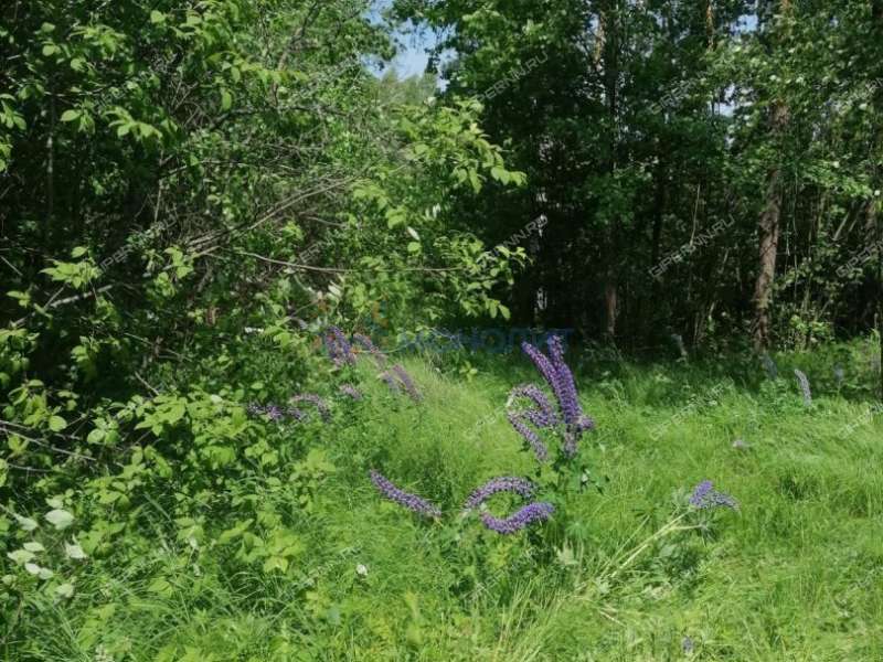 земельный участок 102 сотки - деревня Кожевенное