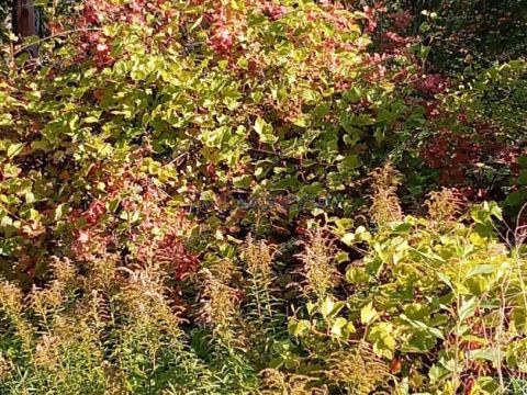 dacha-d-o-zelenyy-gorod-poselok фото