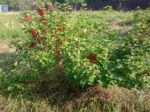 dom-derevnya-selyancevo-sokolskiy-gorodskoy-okrug фото