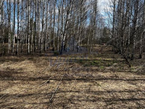 derevnya-lomki-gorodeckiy-rayon фото