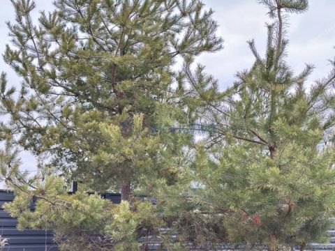 dom-selo-bezvodnoe-kstovskiy-rayon фото